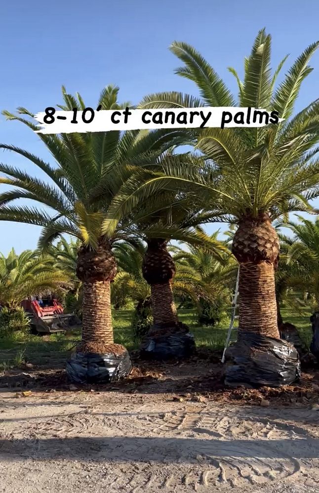 phoenix-canariensis-canary-island-date-palm-pineapple-palm