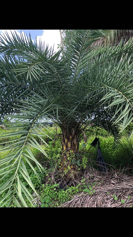 phoenix-canariensis-canary-island-date-palm-pineapple-palm