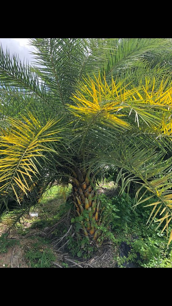 phoenix-canariensis-canary-island-date-palm-pineapple-palm