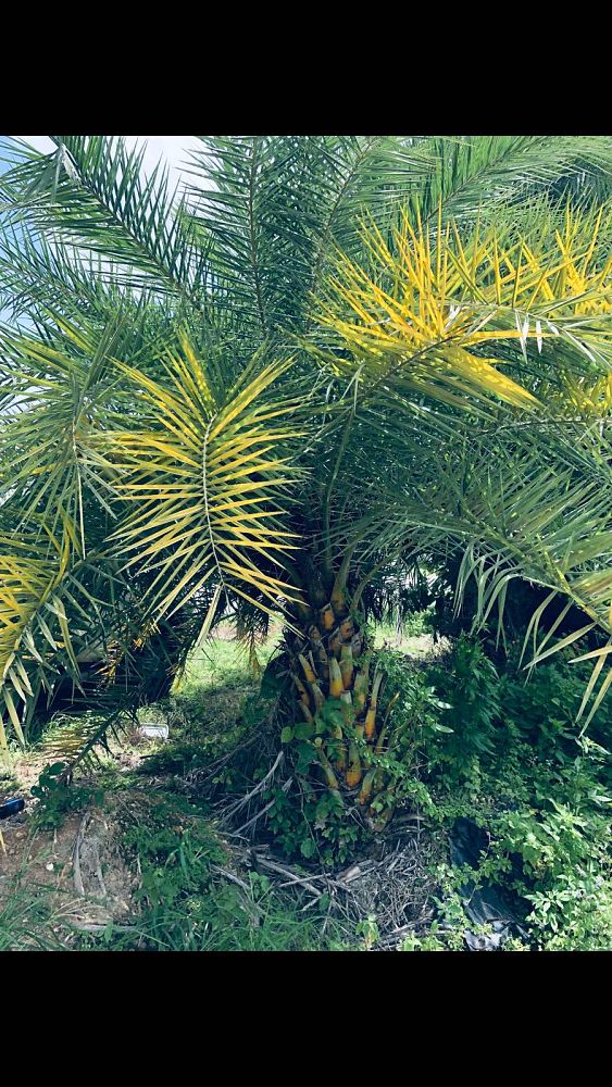 phoenix-canariensis-canary-island-date-palm-pineapple-palm