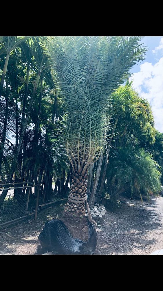 phoenix-canariensis-canary-island-date-palm-pineapple-palm