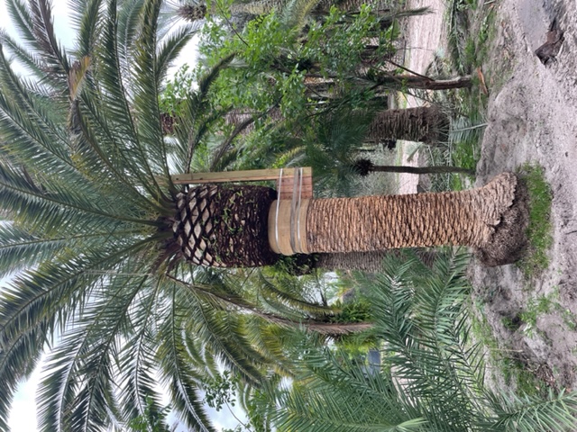 phoenix-canariensis-canary-island-date-palm-pineapple-palm
