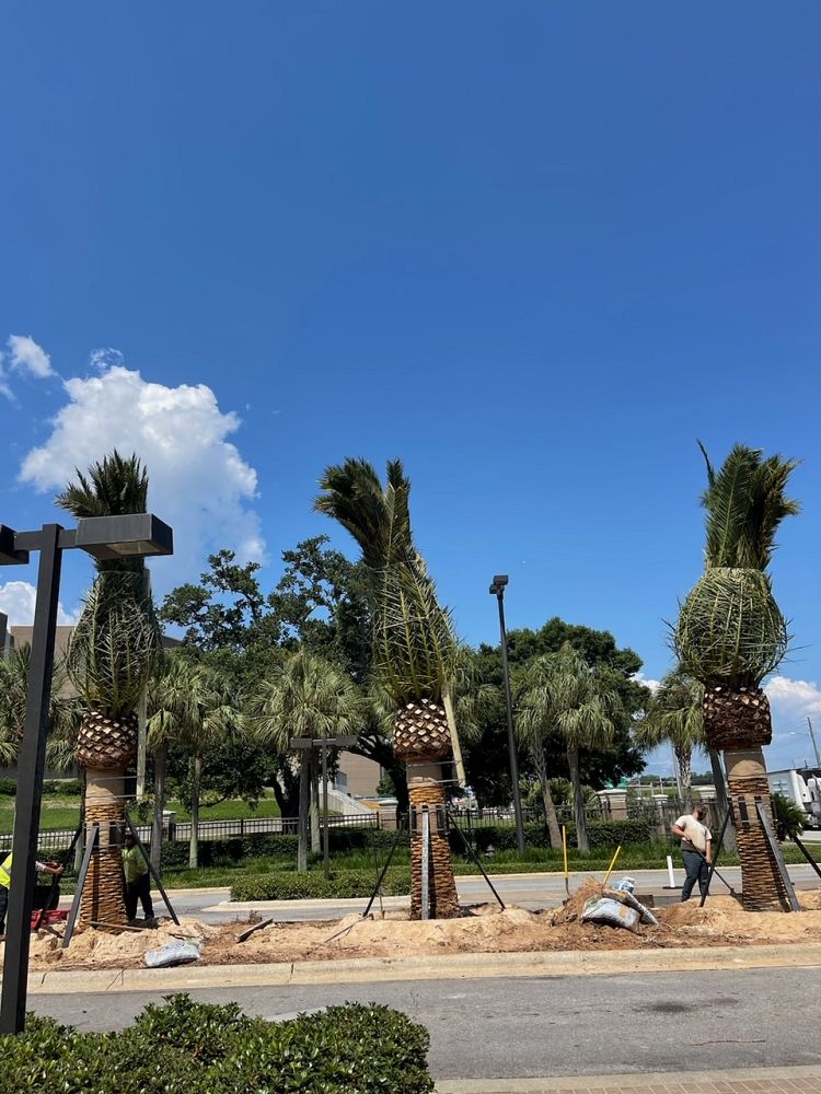 phoenix-canariensis-canary-island-date-palm-pineapple-palm