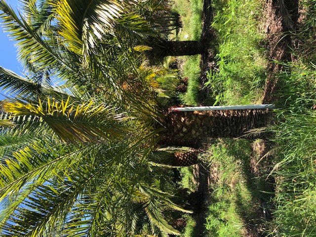 phoenix-canariensis-canary-island-date-palm-pineapple-palm