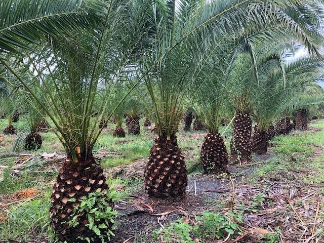 phoenix-canariensis-canary-island-date-palm-pineapple-palm
