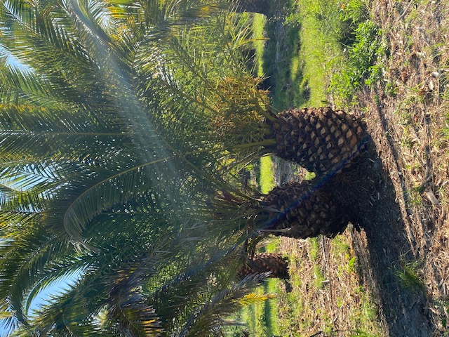 phoenix-canariensis-canary-island-date-palm-pineapple-palm