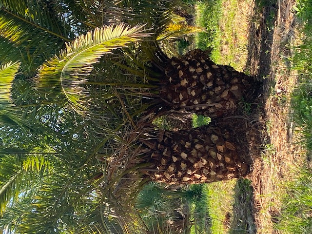 phoenix-canariensis-canary-island-date-palm-pineapple-palm
