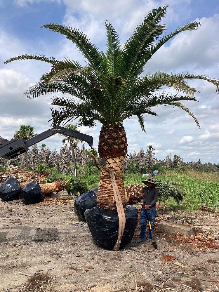 phoenix-canariensis-canary-island-date-palm-pineapple-palm
