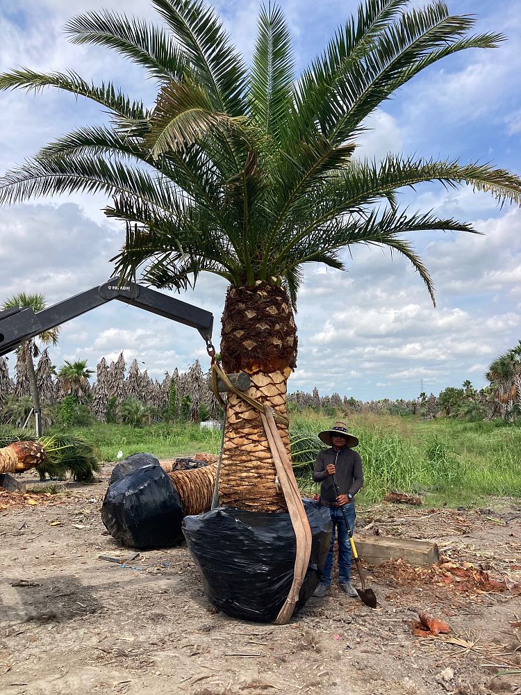 phoenix-canariensis-canary-island-date-palm-pineapple-palm