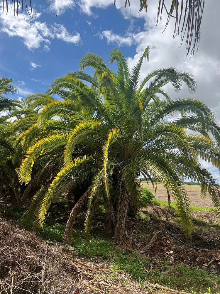phoenix-canariensis-canary-island-date-palm-pineapple-palm