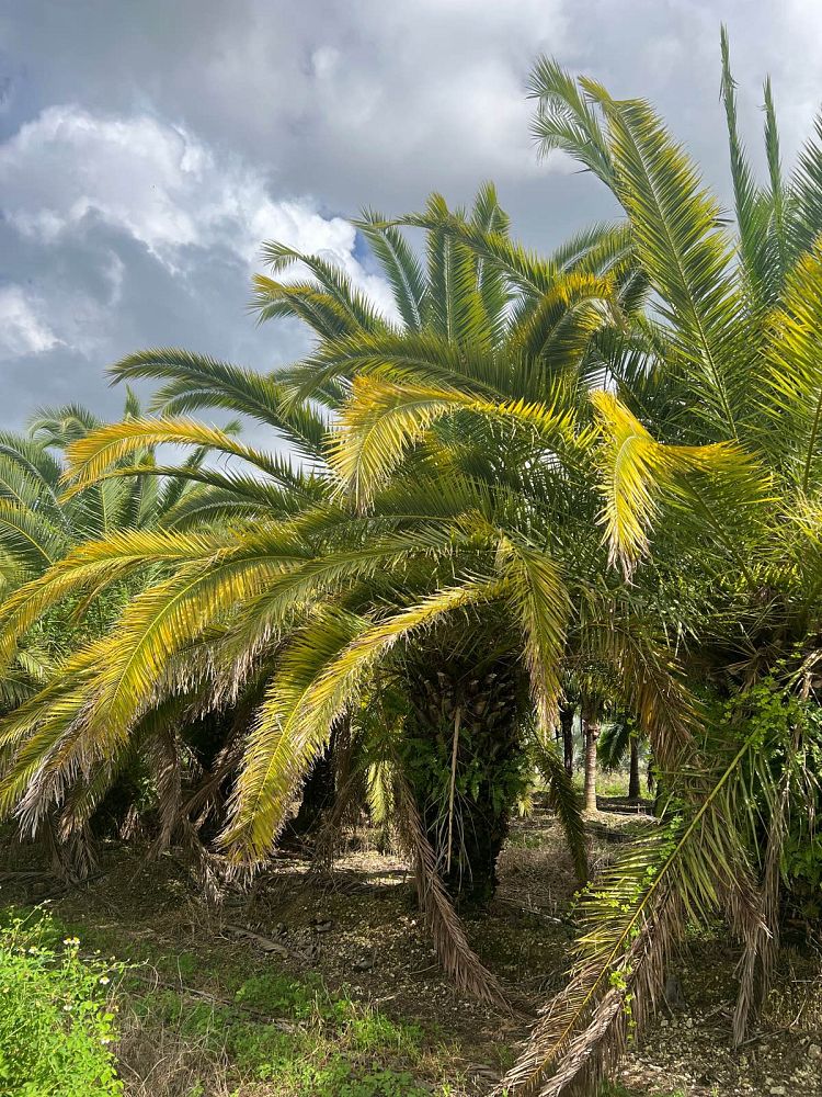 phoenix-canariensis-canary-island-date-palm-pineapple-palm