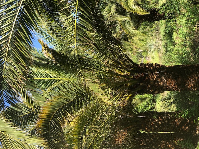 phoenix-canariensis-canary-island-date-palm-pineapple-palm