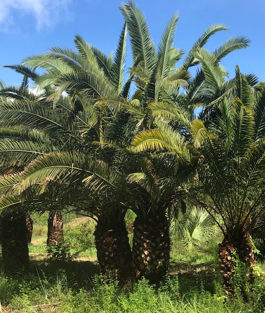 phoenix-canariensis-canary-island-date-palm-pineapple-palm