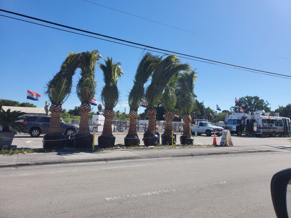 phoenix-canariensis-canary-island-date-palm-pineapple-palm