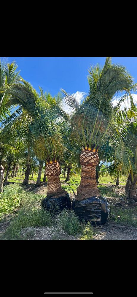phoenix-canariensis-canary-island-date-palm-pineapple-palm