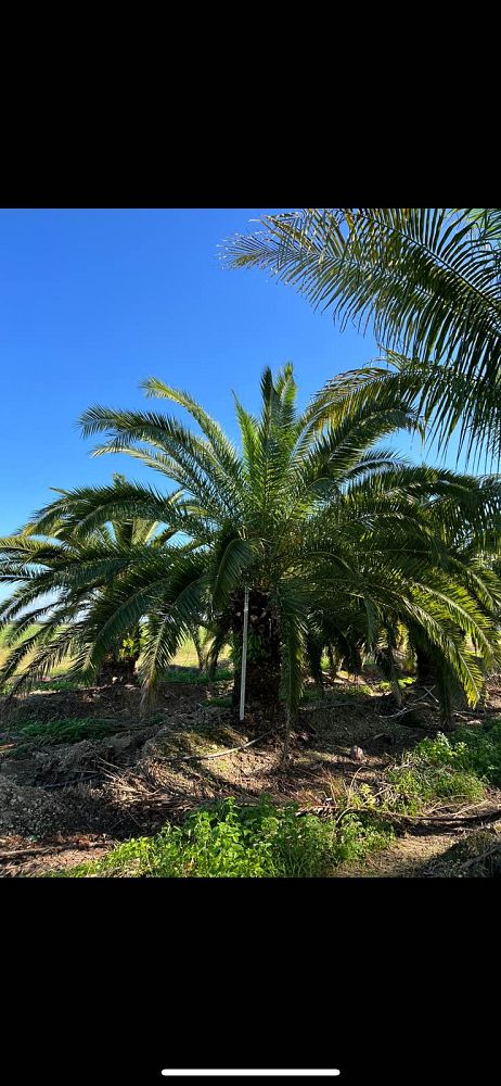 phoenix-canariensis-canary-island-date-palm-pineapple-palm
