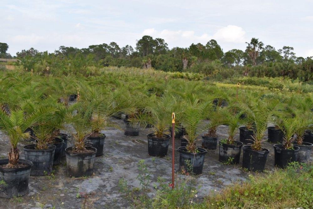 phoenix-canariensis-canary-island-date-palm-pineapple-palm