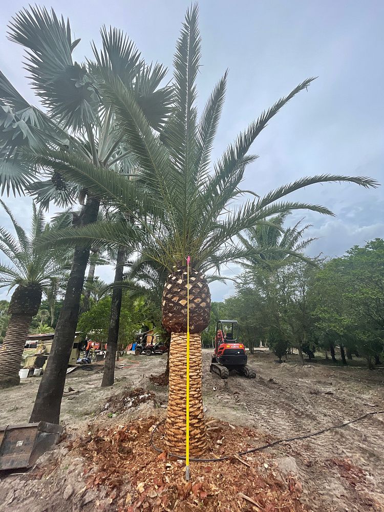 phoenix-canariensis-canary-island-date-palm-pineapple-palm