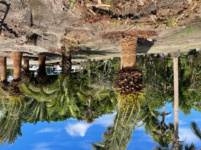phoenix-canariensis-canary-island-date-palm-pineapple-palm