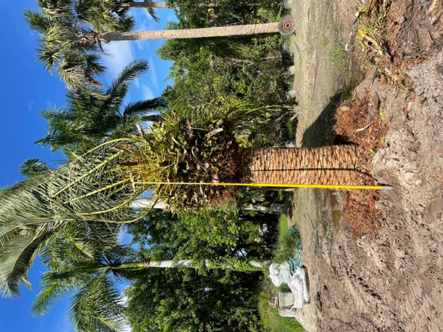 phoenix-canariensis-canary-island-date-palm-pineapple-palm