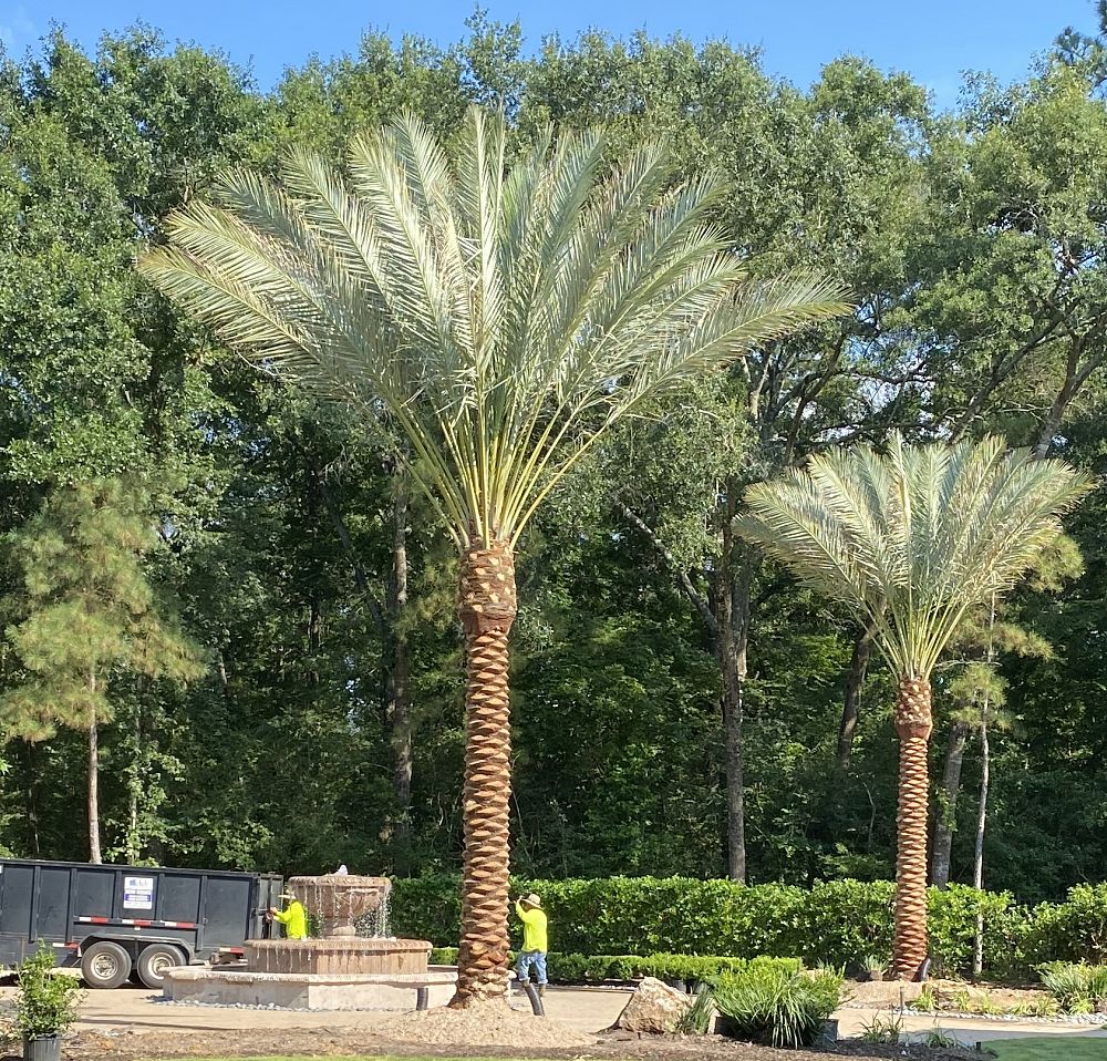 phoenix-canariensis-canary-island-date-palm-pineapple-palm