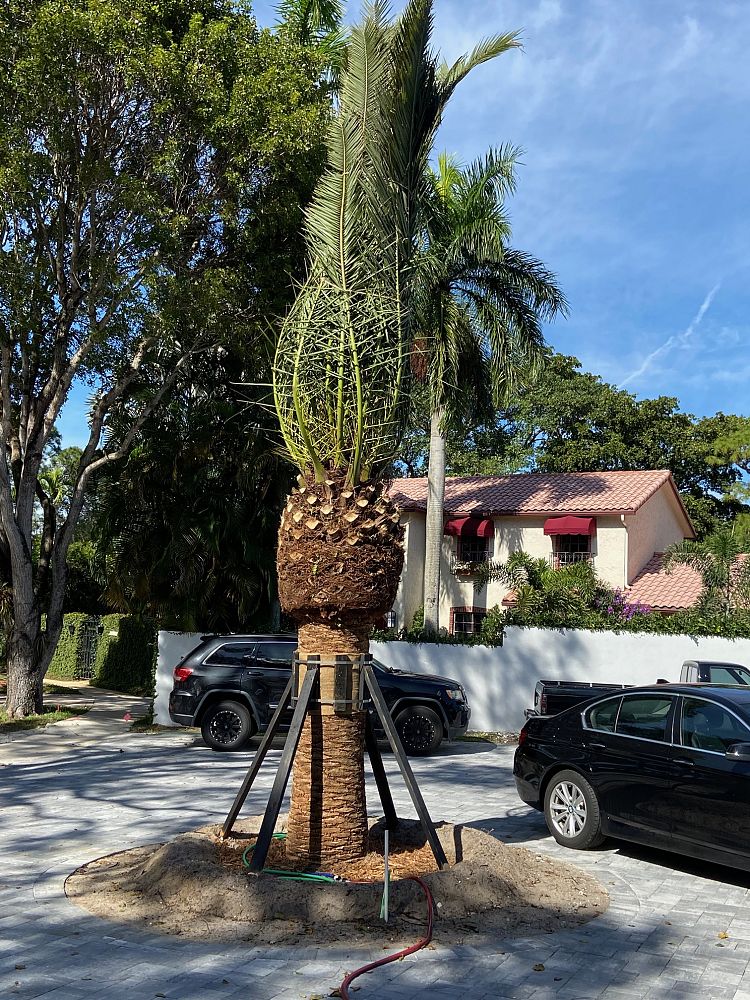 phoenix-canariensis-canary-island-date-palm-pineapple-palm
