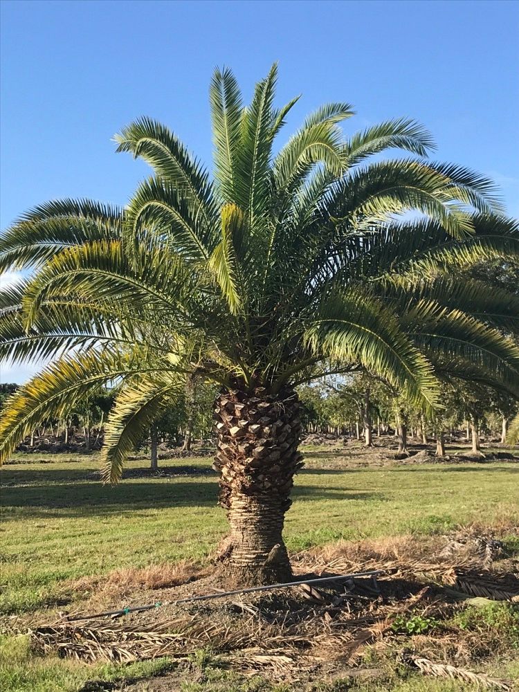 phoenix-canariensis-canary-island-date-palm-pineapple-palm