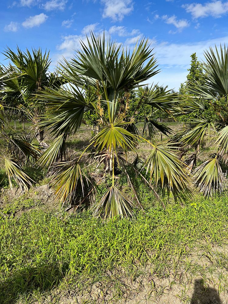 phoenix-canariensis-canary-island-date-palm-pineapple-palm