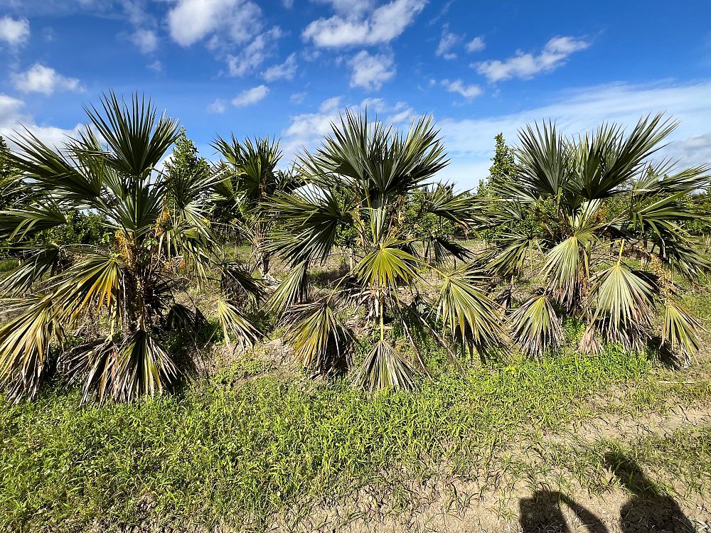 phoenix-canariensis-canary-island-date-palm-pineapple-palm