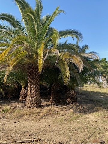 phoenix-canariensis-canary-island-date-palm-pineapple-palm