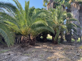 phoenix-canariensis-canary-island-date-palm-pineapple-palm
