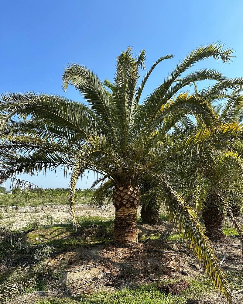phoenix-canariensis-canary-island-date-palm-pineapple-palm