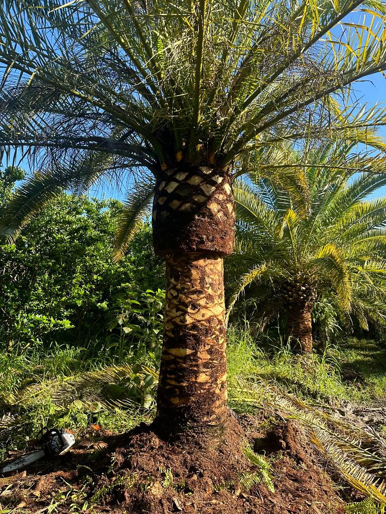 phoenix-canariensis-canary-island-date-palm-pineapple-palm
