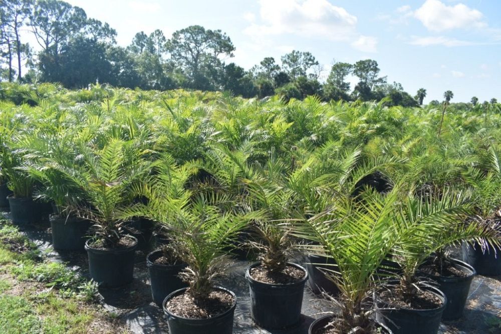 phoenix-canariensis-canary-island-date-palm-pineapple-palm