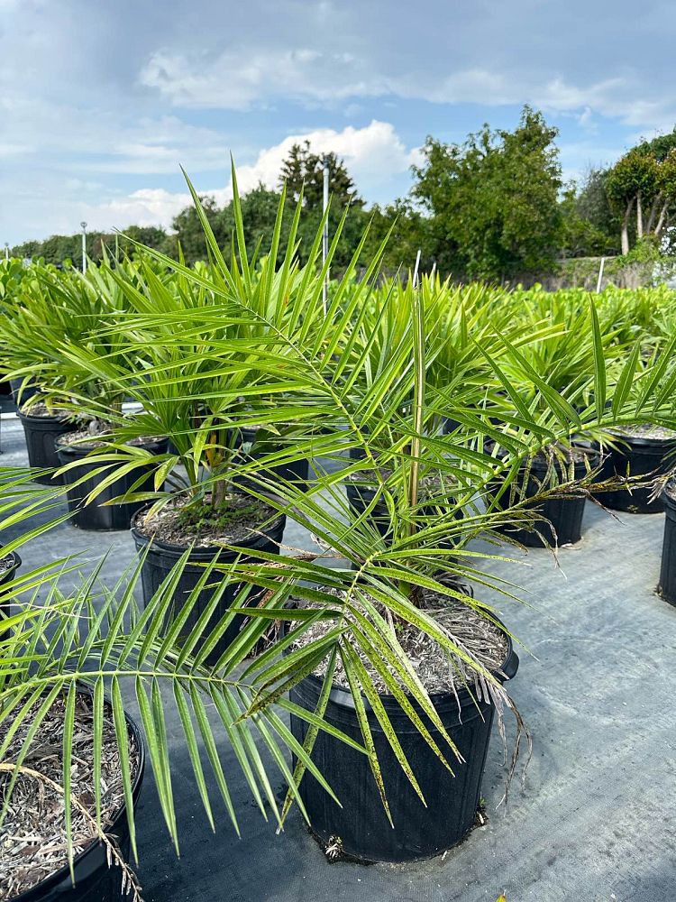 phoenix-canariensis-canary-island-date-palm-pineapple-palm