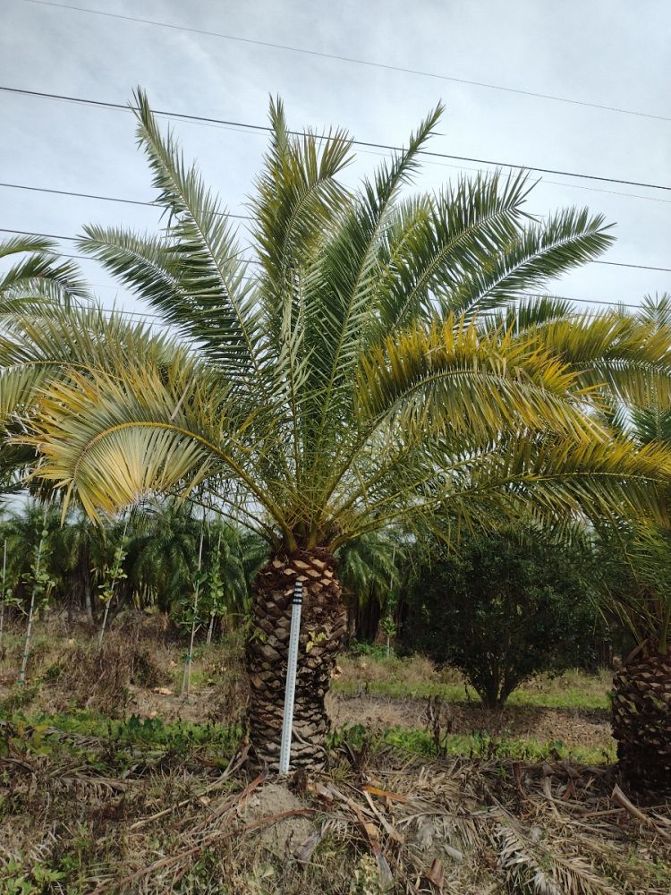 phoenix-canariensis-canary-island-date-palm-pineapple-palm