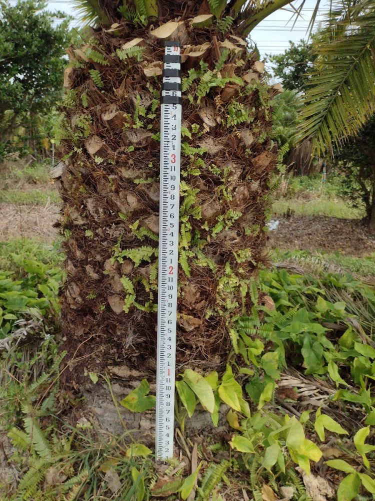 phoenix-canariensis-canary-island-date-palm-pineapple-palm