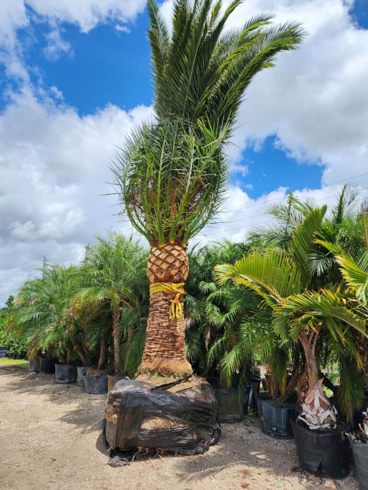 phoenix-canariensis-canary-island-date-palm-pineapple-palm