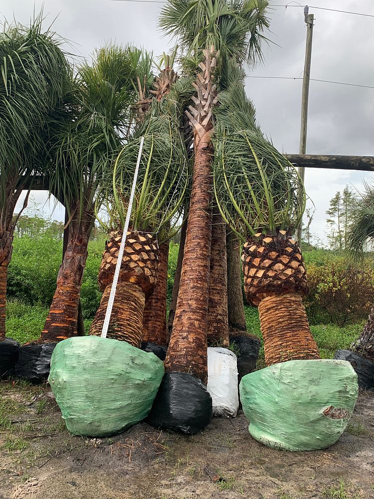 phoenix-canariensis-canary-island-date-palm-pineapple-palm