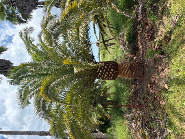 phoenix-canariensis-canary-island-date-palm-pineapple-palm