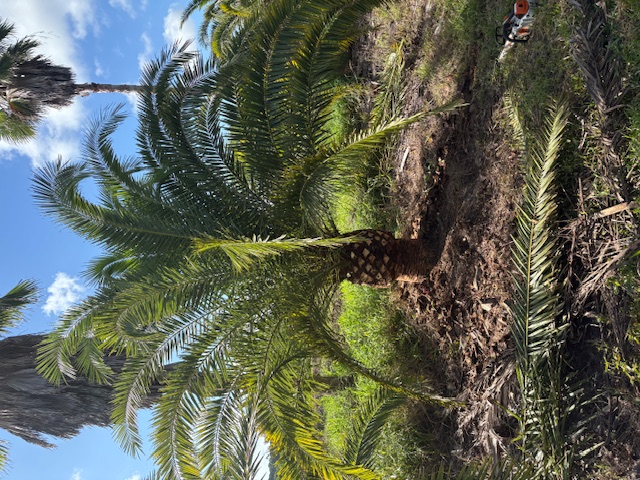 phoenix-canariensis-canary-island-date-palm-pineapple-palm