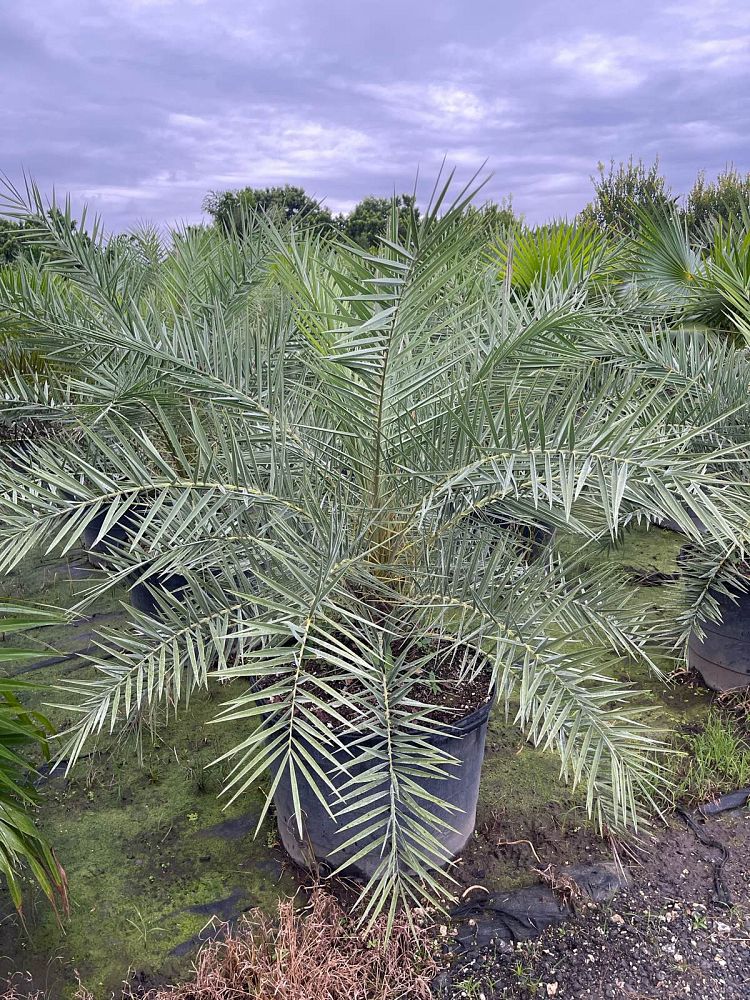 phoenix-canariensis-canary-island-date-palm-pineapple-palm