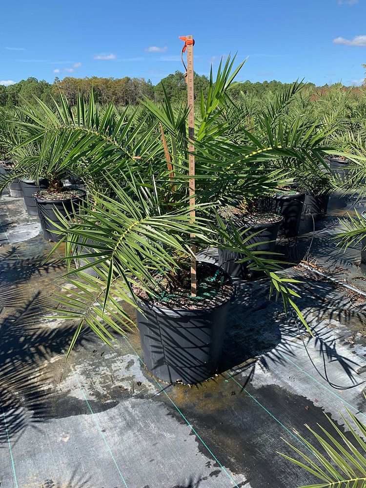 phoenix-canariensis-canary-island-date-palm-pineapple-palm