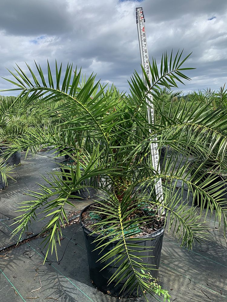 phoenix-canariensis-canary-island-date-palm-pineapple-palm