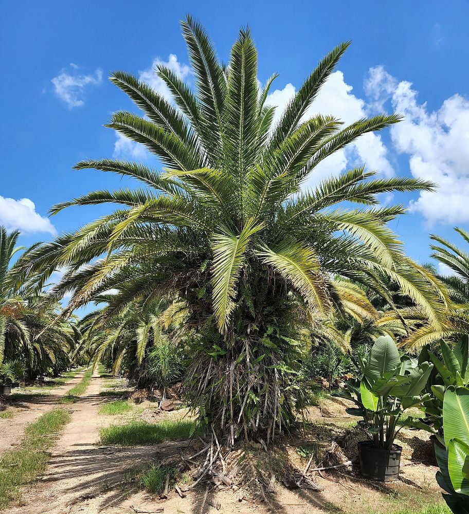 phoenix-canariensis-canary-island-date-palm-pineapple-palm