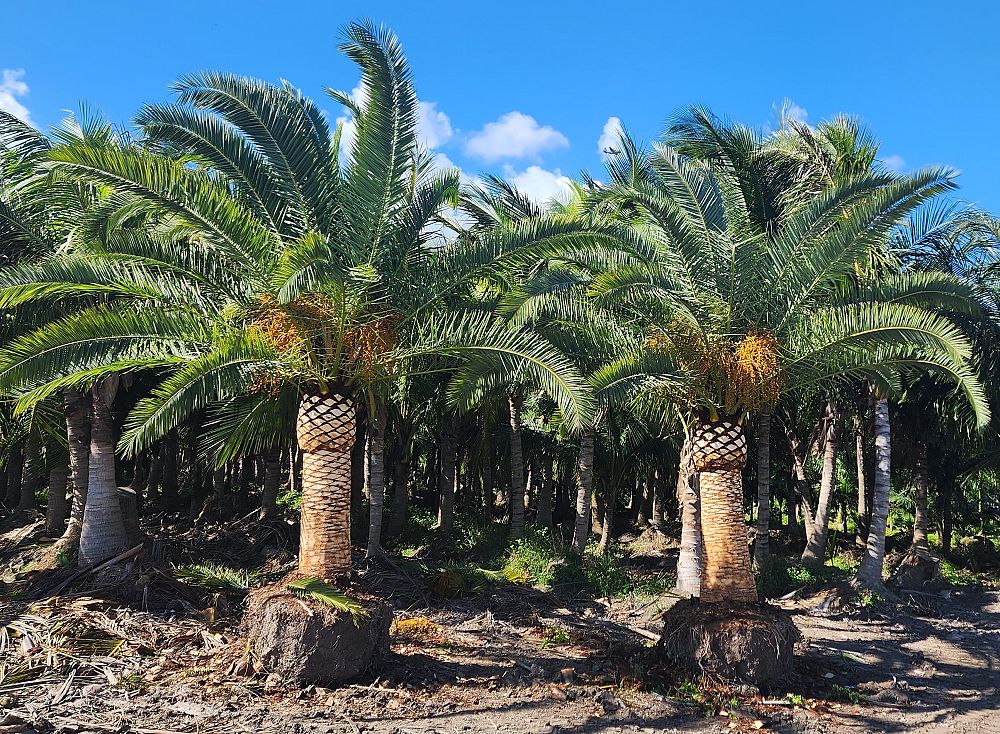 phoenix-canariensis-canary-island-date-palm-pineapple-palm