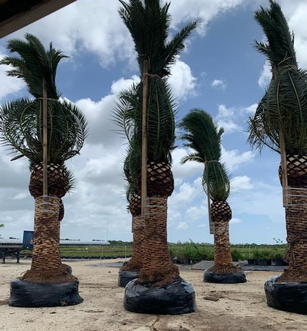 phoenix-canariensis-canary-island-date-palm-pineapple-palm