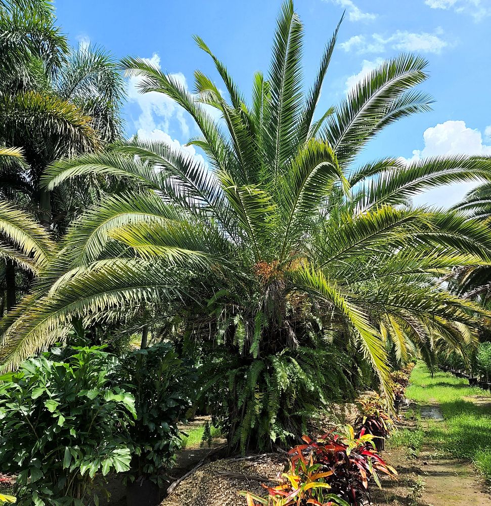phoenix-canariensis-canary-island-date-palm-pineapple-palm