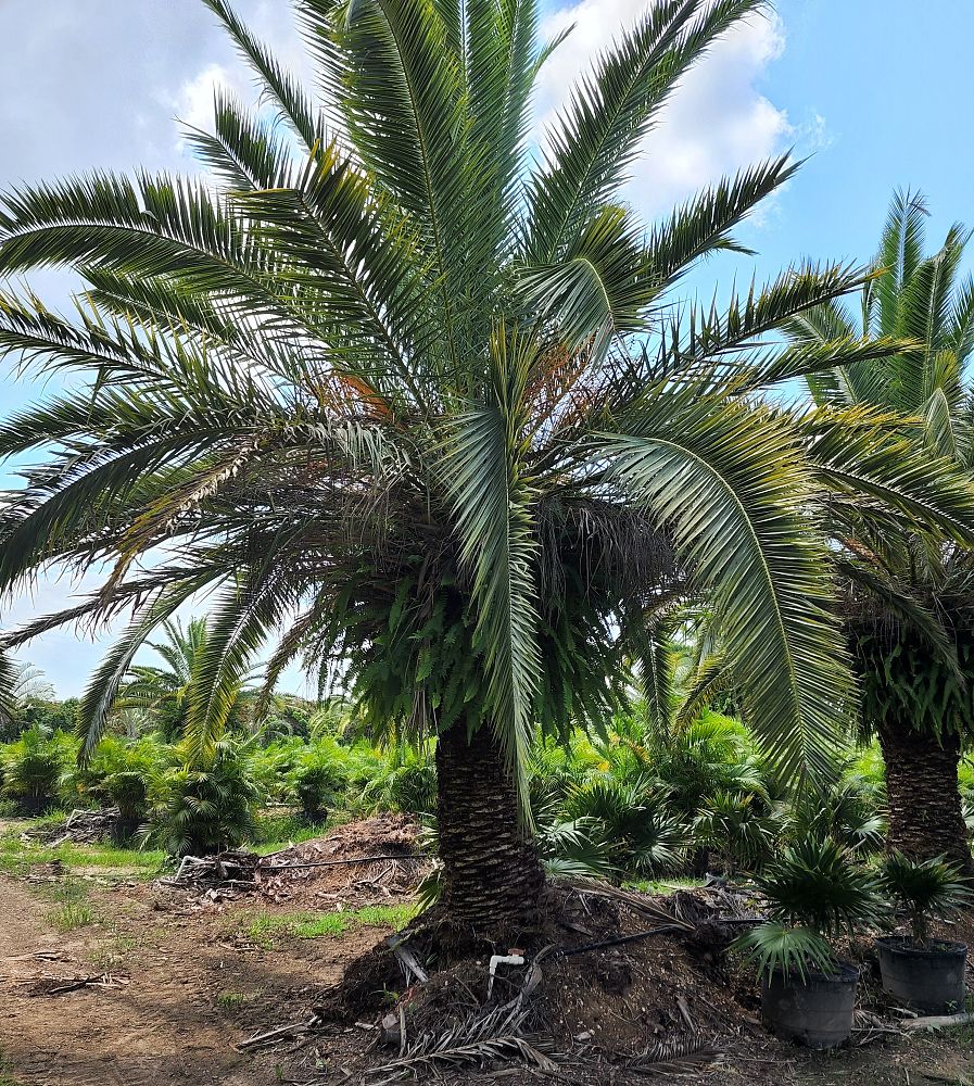 phoenix-canariensis-canary-island-date-palm-pineapple-palm