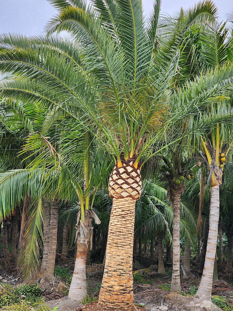 phoenix-canariensis-canary-island-date-palm-pineapple-palm